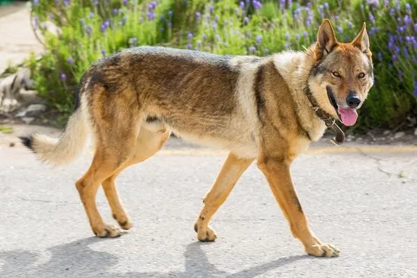Kugsha Dog